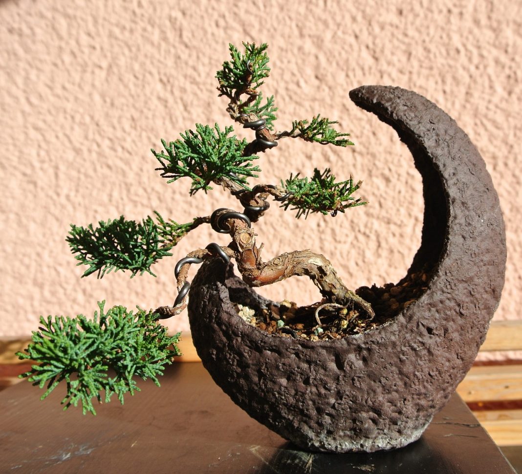 Juniper Bonsai Make Truly Memorable Presents