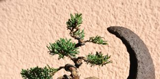 Juniper Bonsai Make Truly Memorable Presents