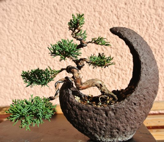 Juniper Bonsai Make Truly Memorable Presents